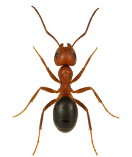 Ants pest identification