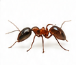 Ant control in Las Vegas