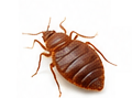Bed bug control in Las Vegas