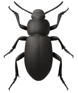 Close-up view of a beetle for identification