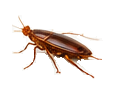 Cockroach control in Las Vegas