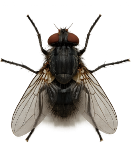 Common house fly
