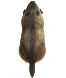 Pocket Gophers pest identification