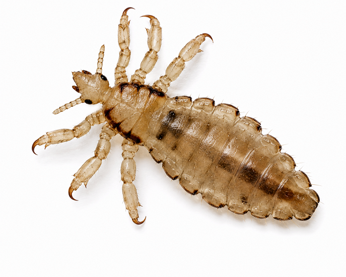 Lice pest identification