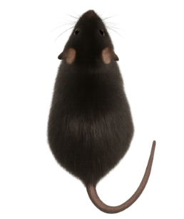 Roof Rats pest identification