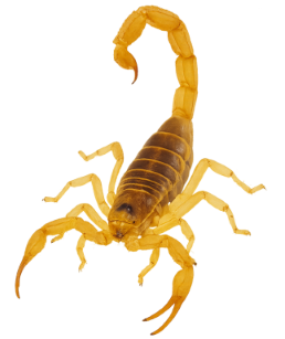 Scorpions pest identification