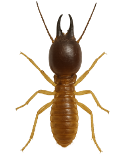 Termite control in Las Vegas
