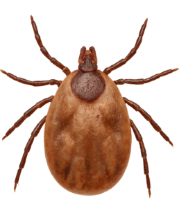 Ticks pest identification